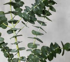 Eucalyptus
